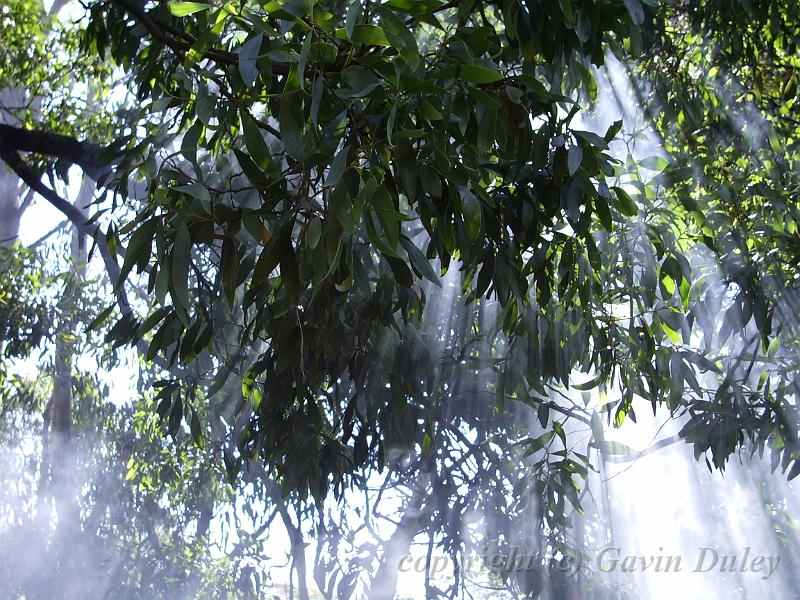 Smoke through the leaves, morning, New England National Park IMGP1460.JPG